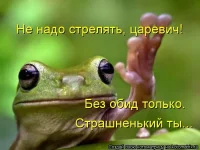 kotomatrix1352.webp