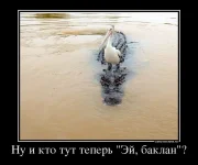 Баклан..webp