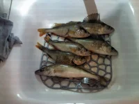 IMG144.webp