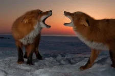 00007f6c_medium.webp