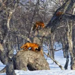 00007f71_medium.webp