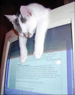 cats-24.webp
