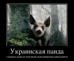 панда.jpg