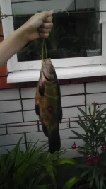 IMAG0017.webp