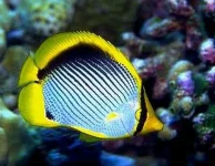 бабочка.webp бабочка.webp
