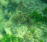 AMBA0008.webp