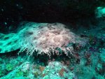 Wobbegong-shark.jpg