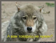kotomatrix1363.webp