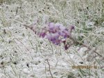 IMG_1283.jpg