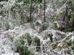 IMG_1285.jpg