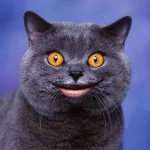 00008784_medium.webp