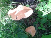 20120802_173305.webp