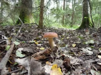 DSCN2845_1.webp