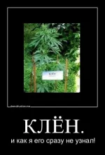 Клен.webp