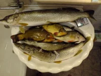 улов.webp