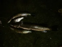 IMG_20120820_001102.webp