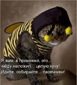 котопчел.webp котопчел.webp