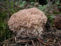 Ramaria_botrytis_31768.webp