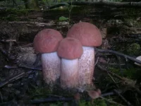 2012-09-05-073.webp