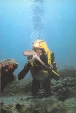шо это 2.webp
