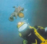 шо это 4.webp