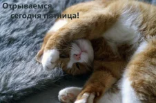 пт утро.webp