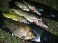 DSCN1886.webp