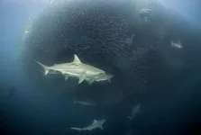 diving_30-08-12_4.webp