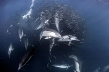 diving_30-08-12_6.webp