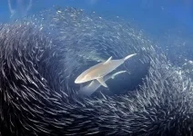 diving_30-08-12_8.webp