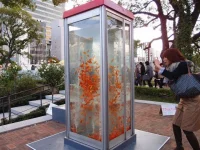 fish-003.webp