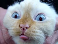 wallpapers_cats_606.webp