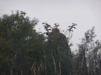 P1140016.webp