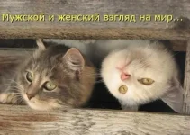 picdump_catsmob_dot_com_01534_044.webp