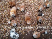 колобок.webp