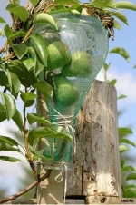 1270092299_1270069248_pears_in_the_bottle_02.webp