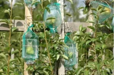1270092309_1270069212_pears_in_the_bottle_06.webp