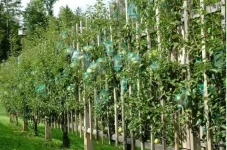 1270092318_1270069208_pears_in_the_bottle_08.webp