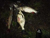 DSCF0091.webp