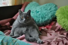мое жирное чудовище.webp