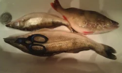 IMAG0134.webp