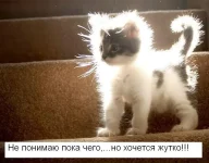 кот.webp