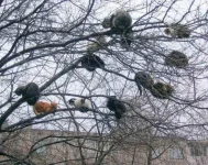 коты.webp коты.webp