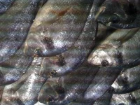 IMG_0137.webp IMG_0137.webp