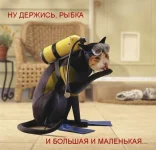 7iFASAJZehI.webp