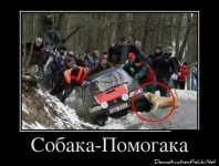 собак.webp