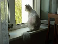 150.webp