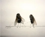 2643985.webp