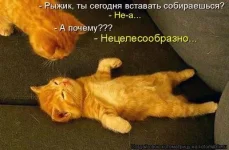 7169.webp