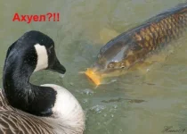 4a044eed76e78.webp